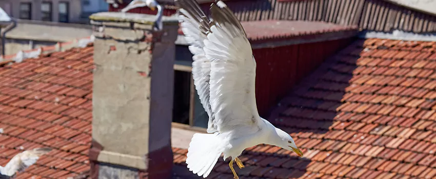 Residential Chimney Animal Removal Solution in Wildwood, MO